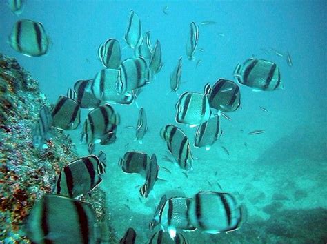 snorkeling Manzanillo | Manzanillo Snorkeling Fun! | México, Colima