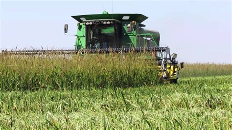 Wild Rice Harvesting - YouTube