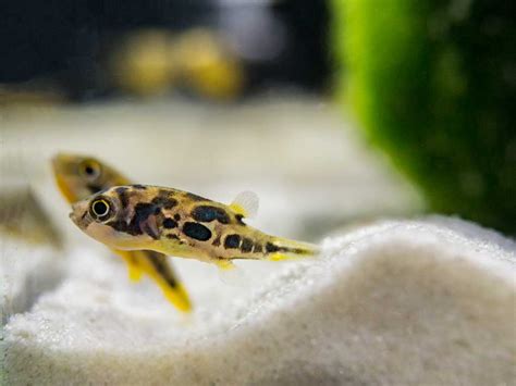 Indian Dwarf Pea Puffer (Carinotetraodon travancoricus) - Aquatic Arts