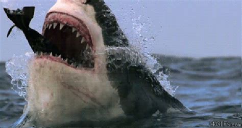 Pictures Of Great White Sharks Eating Seals - PictureMeta