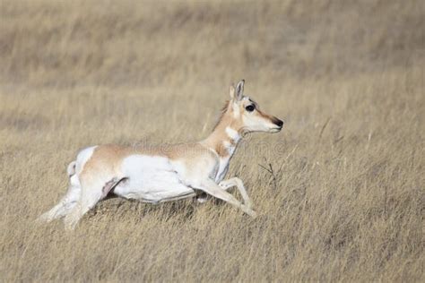 Running a mach speed stock image. Image of mamashy, oklahoma - 36614077