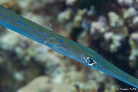 Chinese Trumpetfish (Aulostomus chinensis) – Francois SIDOT