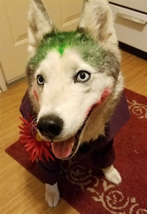 Siberian Husky costume as the Joker. Cutest little villain in Arkham. Watch out Batman! # ...