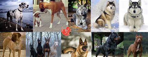 Top 10 Most Dangerous Dog Breeds in the World - Inside Dogs World