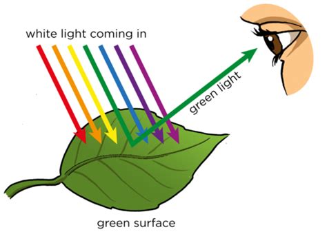 4.P.4A.4 Reflection, Refraction & Absorption - SOUTH CAROLINA GRADE 4 ...