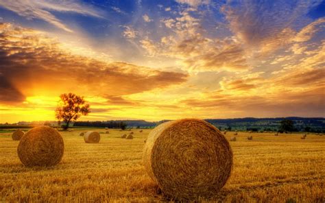 Free Harvest Desktop Wallpaper - WallpaperSafari