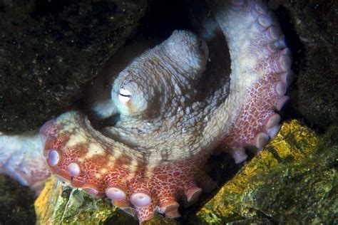 Octopuses may have nightmares about predators attacking them | New ...