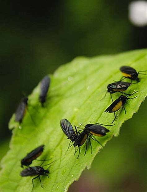 Fungus Gnats - Pahl's Market