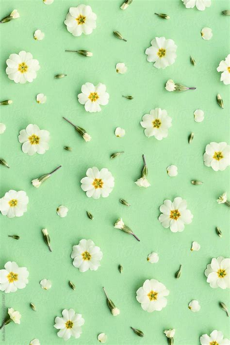 "Primrose Background On Green" by Stocksy Contributor "Ruth Black" | Fondos de pantalla de ...