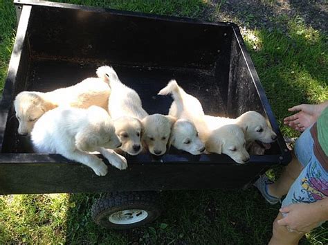 GREAT PYRENEES/\LAB MIX PUPPIES | Lab mix puppies, Great pyrenees, Puppies