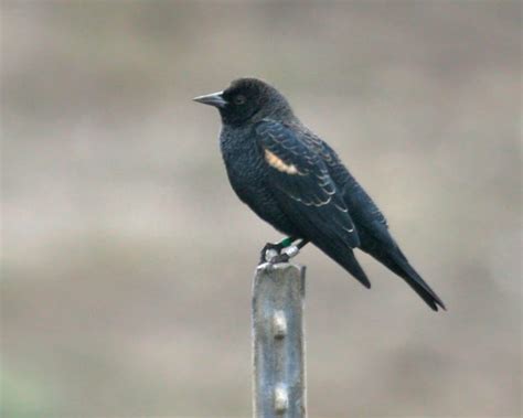 Tricolored Blackbird photos | Birdspix