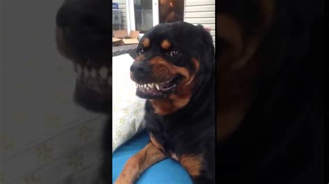 Rottweiler Shows Its Mean Face Angry Rottweiler - YouTube