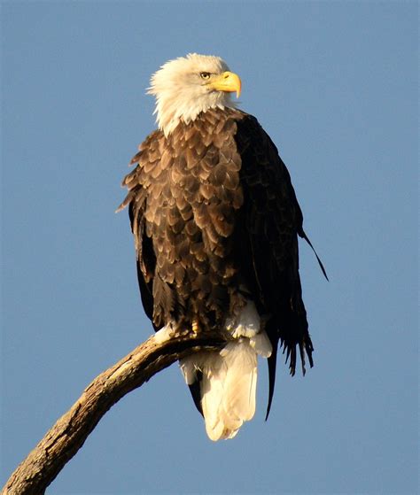 Stella area Bald Eagle(Beautiful Photo by Becky Wylie.)Wildcat Glades Conservation & Audubon ...
