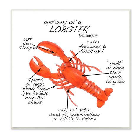 Stupell Industries Lobster Anatomy Nautical Sea Life Learning Chart by - on | Wayfair