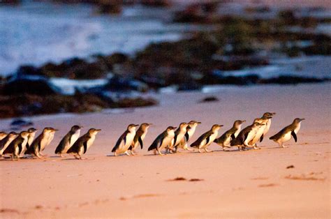 St. Kilda Penguins - Melbourne, Australia - Evolve Tours