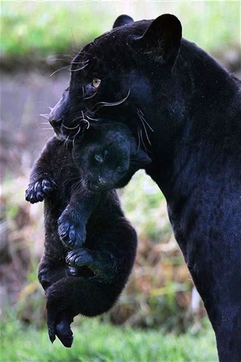 Black Panther with Cub | ..... Big Cats ..... | Pinterest | Black panther