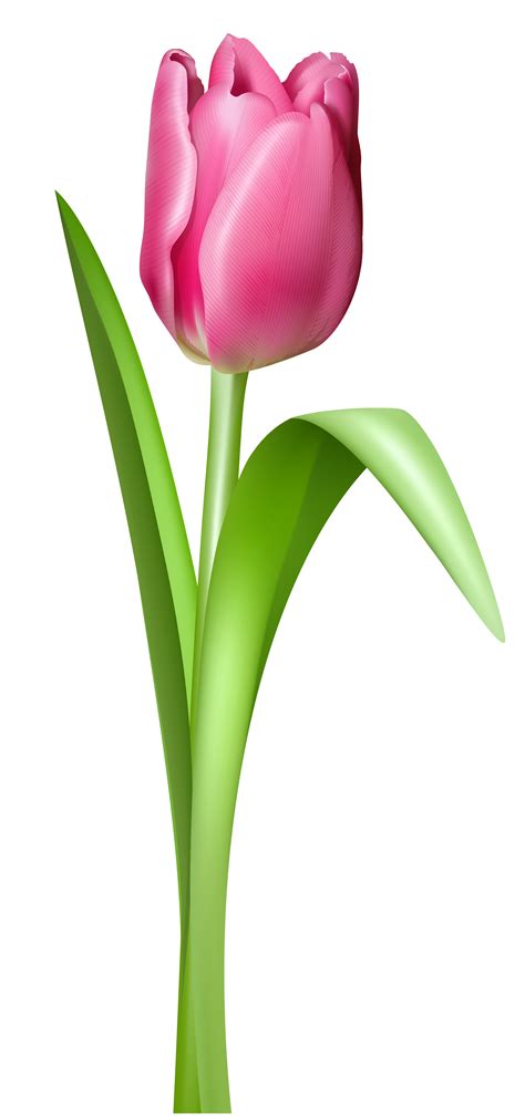 Tulip PNG Transparent Images | PNG All