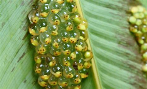 How Long Does It Take For Frog Eggs To Hatch – (Different Species!)