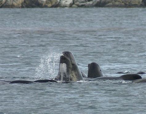 Western Isles Wildlife (North Uist) - 2022 Lohnt es sich? (Mit fotos)