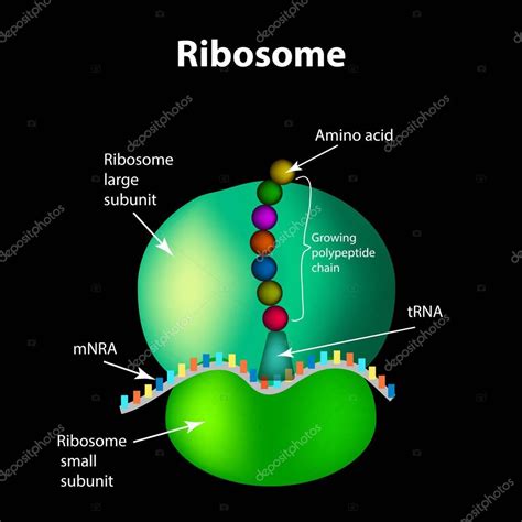 The structure of the ribosome. Infographics. Vector illustration