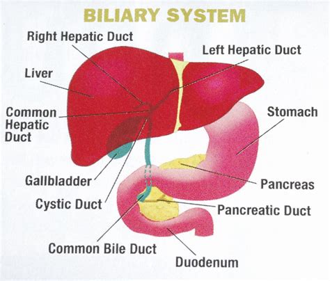 Bile reflux: Causes, symptoms, complications, and prevention tips