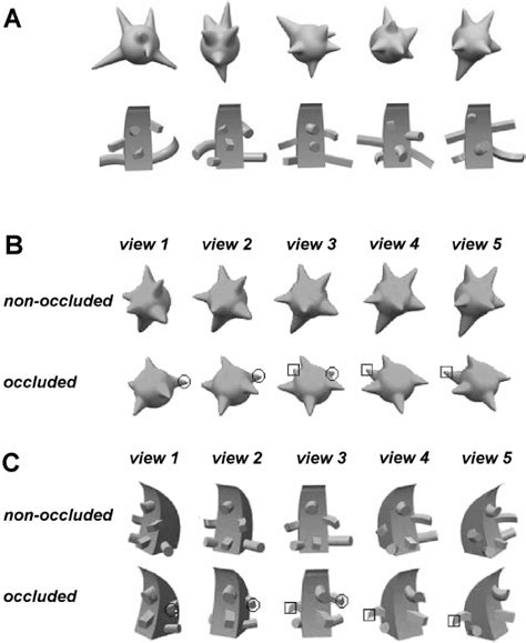 Examples of objects used. A: Five examples of the amoeboid objects... | Download Scientific Diagram