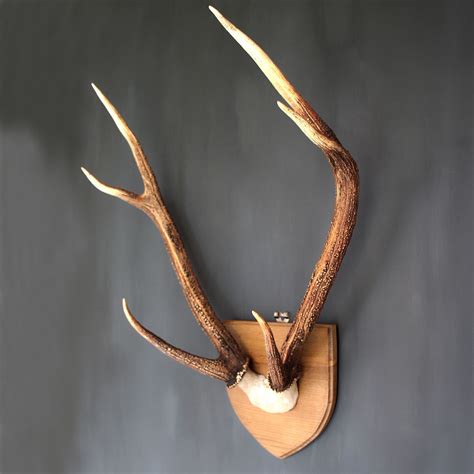 Sika Deer antlers #homedecor #vintagetaxidermy #deerantlers # ...