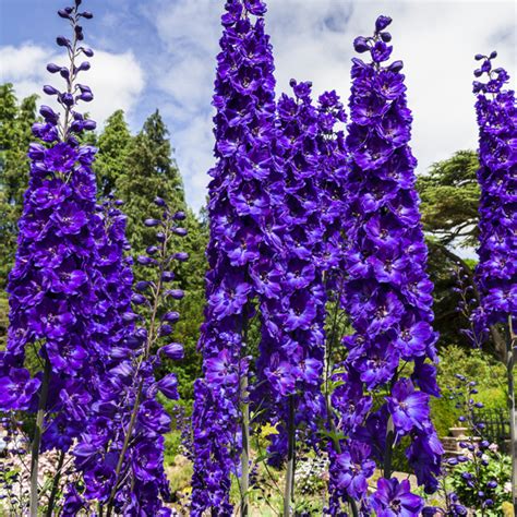 Delphinium Black Knight - Garden Express