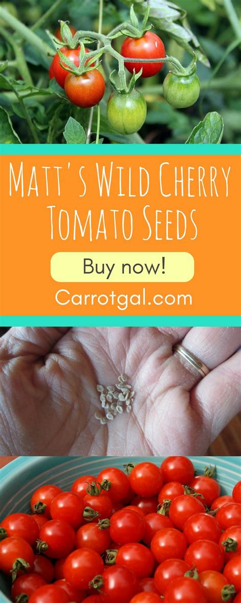 $2.75 per packet - Matt's Wild Cherry Tomato Seeds (25 seeds per packet) - Indeterminate ...