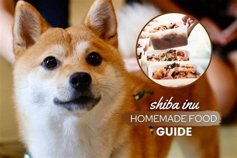 Homemade Food For Shiba Inus Guide — Recipes & Tips - Canine Bible