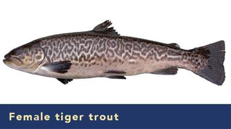 Trout identification and fishing tips | Mass.gov