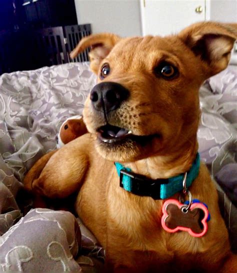 Mini Scooby Doo. : r/aww