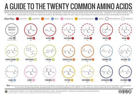 A Brief Guide to the Twenty Common Amino Acids – Compound Interest