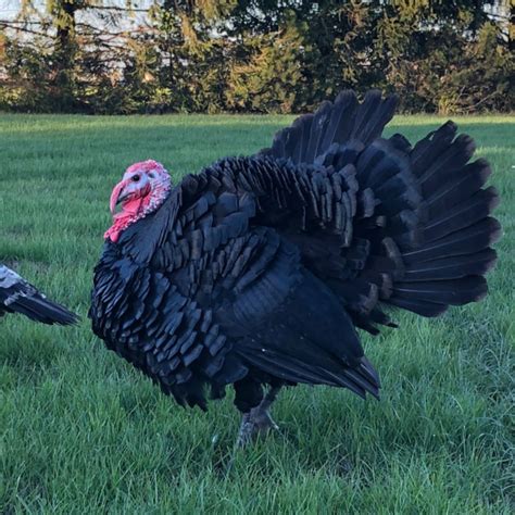 Black Spanish Heritage Day Old Turkey Poults