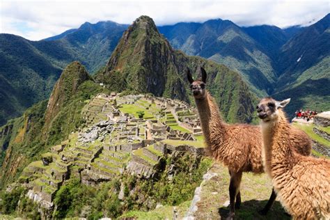 Llama vs Alpaca: Spot the Difference at Machu Picchu | Intrepid Travel Blog