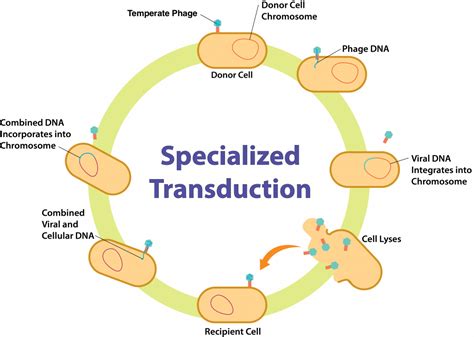 Generalized Transduction In Bacteria