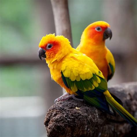 10 Brilliant Small Parrots That Make Great Pets