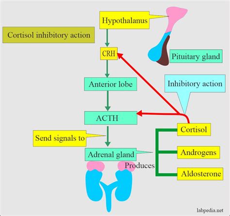 Cortisol Hormone, Hydrocortisone (AM and PM) - Labpedia.net