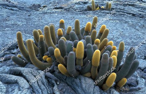 Lava Cactus Brachycereus Nesioticus Isabela Galapagos Editorial Stock Photo - Stock Image ...