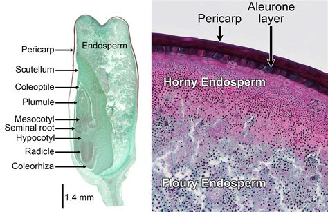 Maize morphology and anatomy | Earth@Home: Evolution