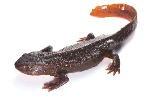 Thousands of Southeast Asian newts being collected from the wild for ...