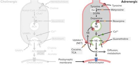 Sympathomimetic Agents – ANS Pharmacology