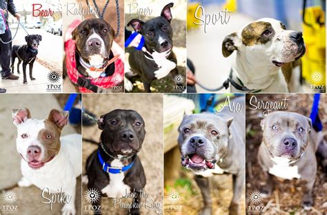 BARCS Adoptable Dogs :: December 2012