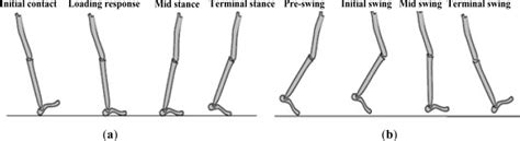 Gait phases in a normal gait cycle. (a) Gait phases of the stance... | Download Scientific Diagram