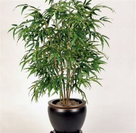 Bamboo Lamp Photo: Bamboo Indoor Plants