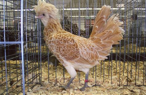 Buff Laced Polish Chicken - Chicks for Sale | Cackle Hatchery®