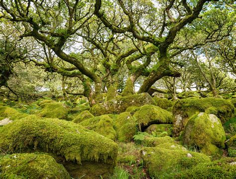 12 Temperate Rainforests Around the World