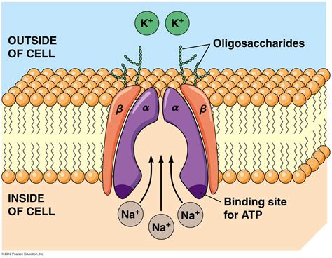 sodium potassium pump | Science cells, Sodium potassium pump, Cell biology