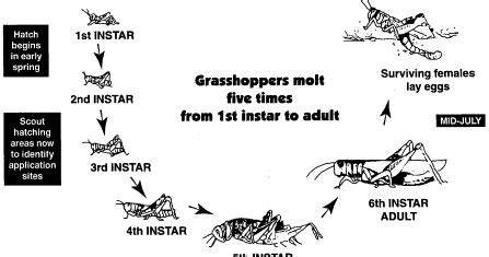 Grasshopper Life Cycle ~ Education All Animals