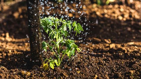 How Often to Water Parsley? Let's See!